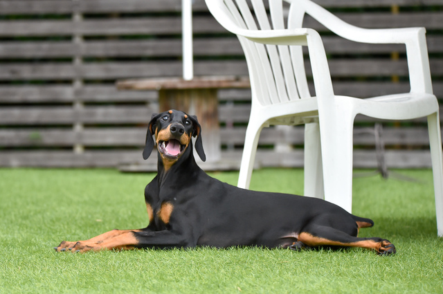 ホームズ 賃貸で大型犬と暮らしたい人必見 物件の探し方から選ぶポイント 注意点まで解説 住まいのお役立ち情報