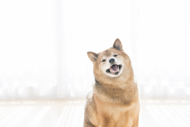 ホームズ】犬と暮らす注文住宅を建てたい。どんなことに気をつければ 