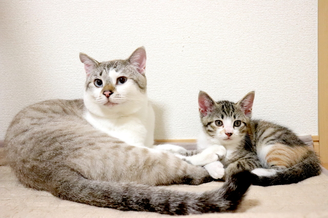 ホームズ ワンルームで猫2匹は飼育できる 賃貸で多頭飼いする際の注意点と部屋探しのコツ 住まいのお役立ち情報