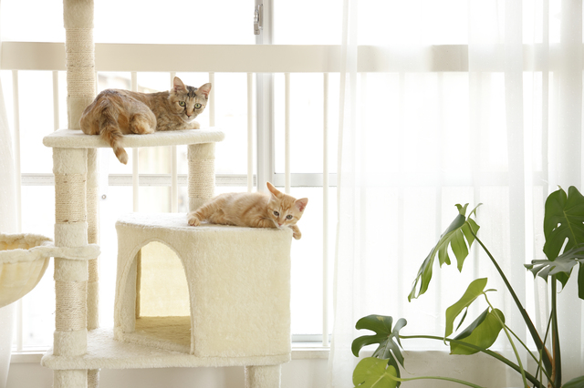 ホームズ ワンルームで猫2匹は飼育できる 賃貸で多頭飼いする際の注意点と部屋探しのコツ 住まいのお役立ち情報