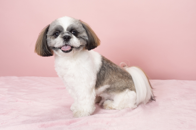 ホームズ ワンルームでも犬は飼える 部屋探しのコツや注意点を解説 住まいのお役立ち情報