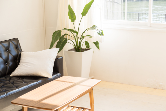 ホームズ 風水を一人暮らしの部屋に取り入れる方法は 家具の配置や運気アップのコツを紹介 住まいのお役立ち情報 ホームズ 風水を一人暮らしの部屋に取り入れる方法は 家具の配置や運気アップのコツを紹介 住まいのお役立ち情報