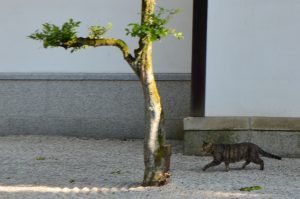 日本庭園を歩く猫